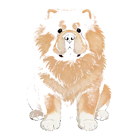 松狮犬霸王生成后的桌宠静态效果