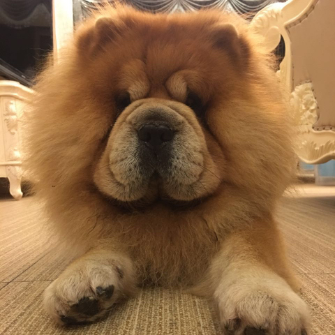 松狮犬霸王上传的原始照片