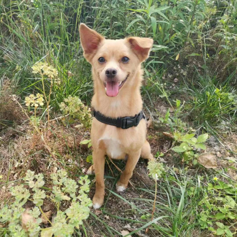 中华田园犬八喜上传的原始照片
