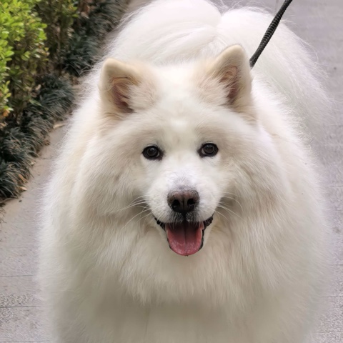 萨摩耶凯撒上传的原始照片