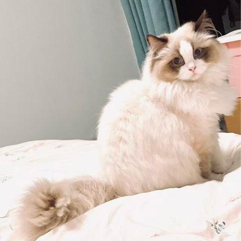 布偶猫妹妹上传的原始照片