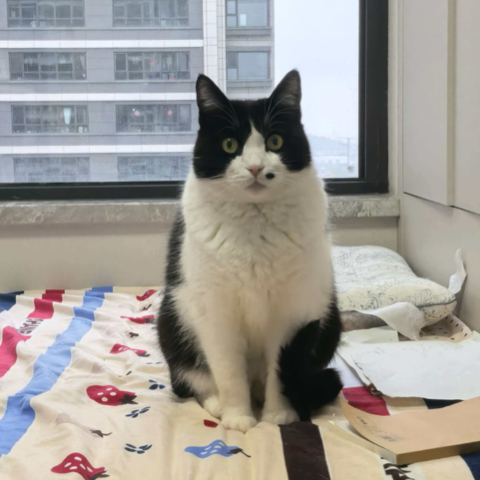 奶牛猫元宵上传的原始照片